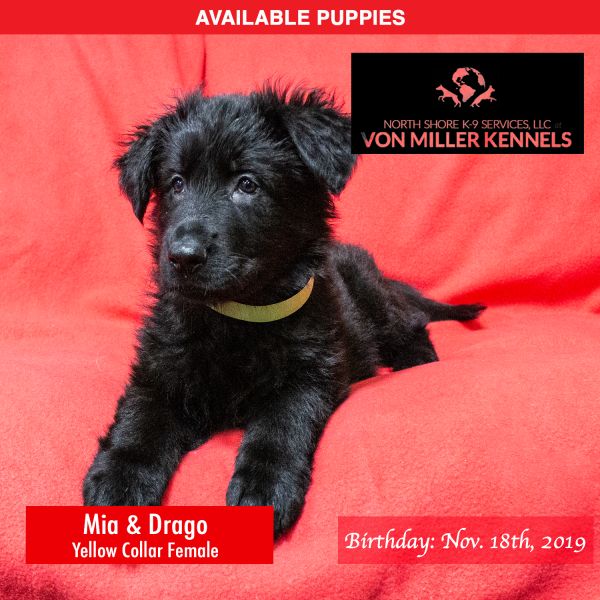 Von-Miller-Kennels_Puppies-German-Shepherds-11-18-2019-litter-Yellow-Female-3png (1)